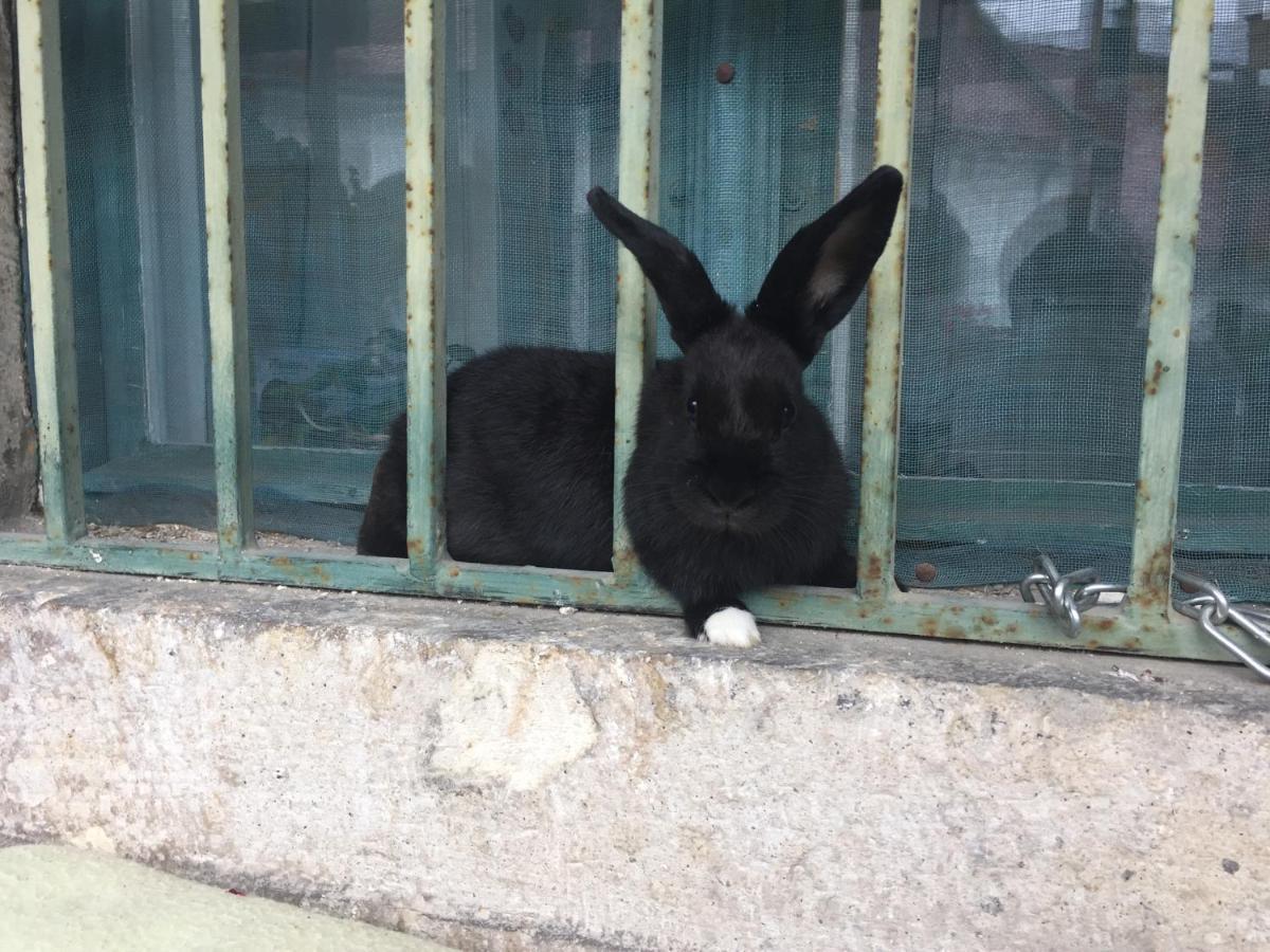 Forst-Haz Apartman Έγκερ Εξωτερικό φωτογραφία